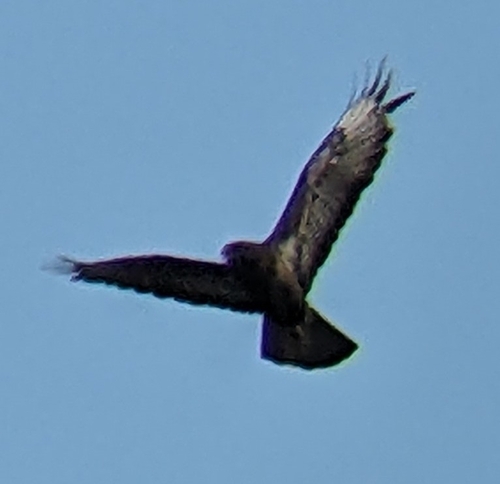Common Buzzard