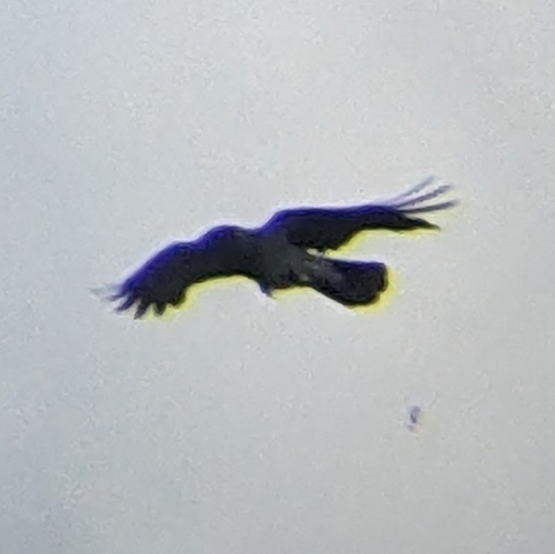 Hooded Crow