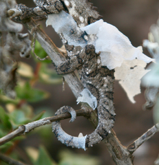 Bradypodion ventrale
