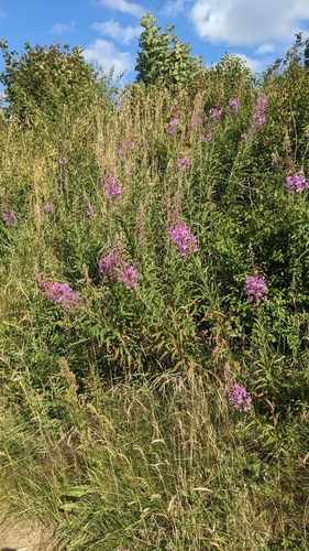 fireweed