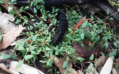 Chenopodium nutans nutans