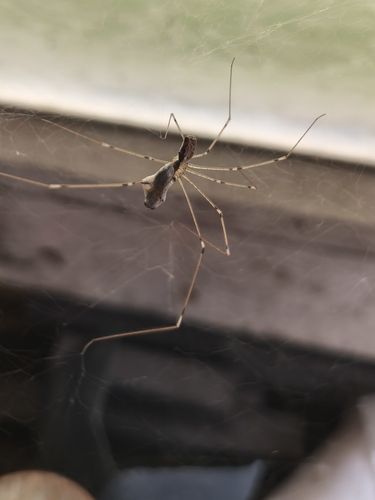 Marbled Cellar Spider