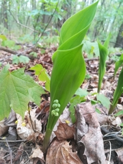 Convallaria majalis