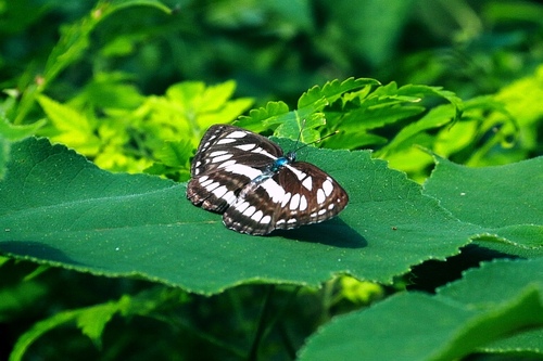 Common Sailer
