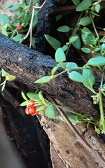 Chenopodium nutans nutans