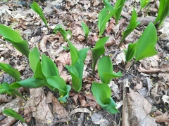 Convallaria majalis