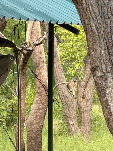 Eastern Patas Monkey