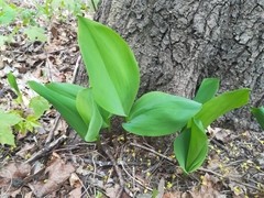 Convallaria majalis