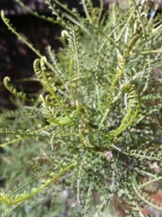 Sophora longicarinata