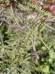 Sophora longicarinata