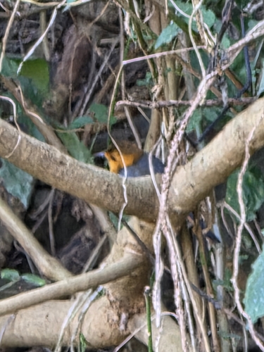Red-capped Robin-Chat