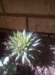 Aristaloe aristata