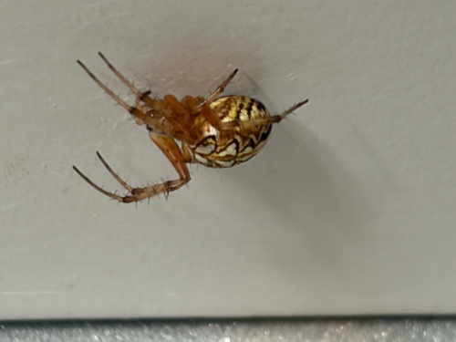 Bordered Orbweaver