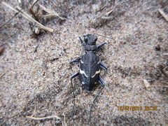 Cicindela sylvatica