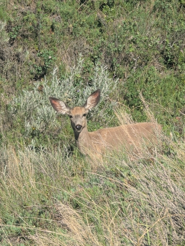 Mule Deer