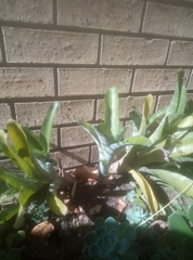 Echeveria