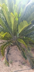 Encephalartos longifolius