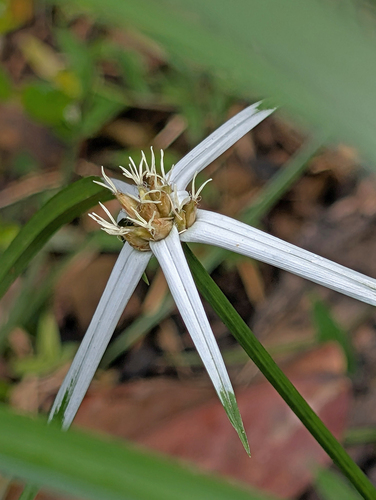 Rhynchospora pura, 2026-07-04