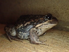 Limnodynastes dumerilii dumerilii