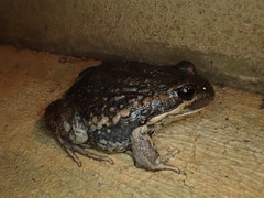 Limnodynastes dumerilii dumerilii