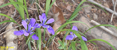 Iris rossii