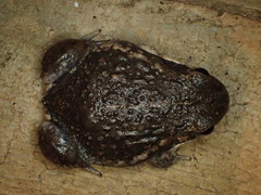 Limnodynastes dumerilii dumerilii