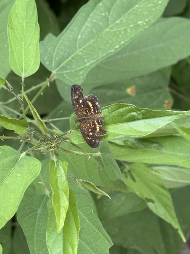 Pale-banded Crescent (Anthanassa tulcis)