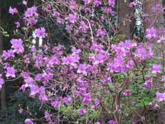 Rhododendron dilatatum
