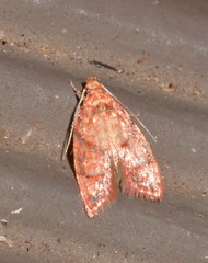 Lophopepla igniferella