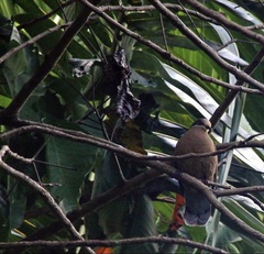 Phapitreron leucotis