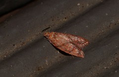Lophopepla igniferella