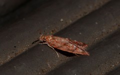 Lophopepla igniferella