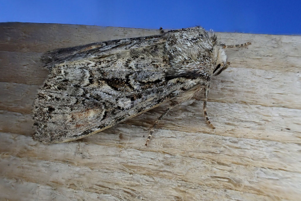 Lacanobia mongolica