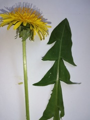 Taraxacum alatum