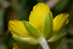 Ranunculus millefoliatus