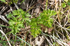 Ranunculus millefoliatus