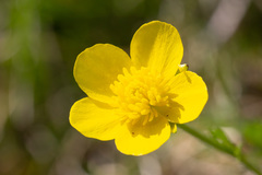 Ranunculus millefoliatus