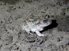 Tomopterna cryptotis