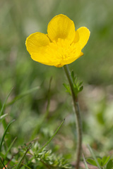 Ranunculus millefoliatus