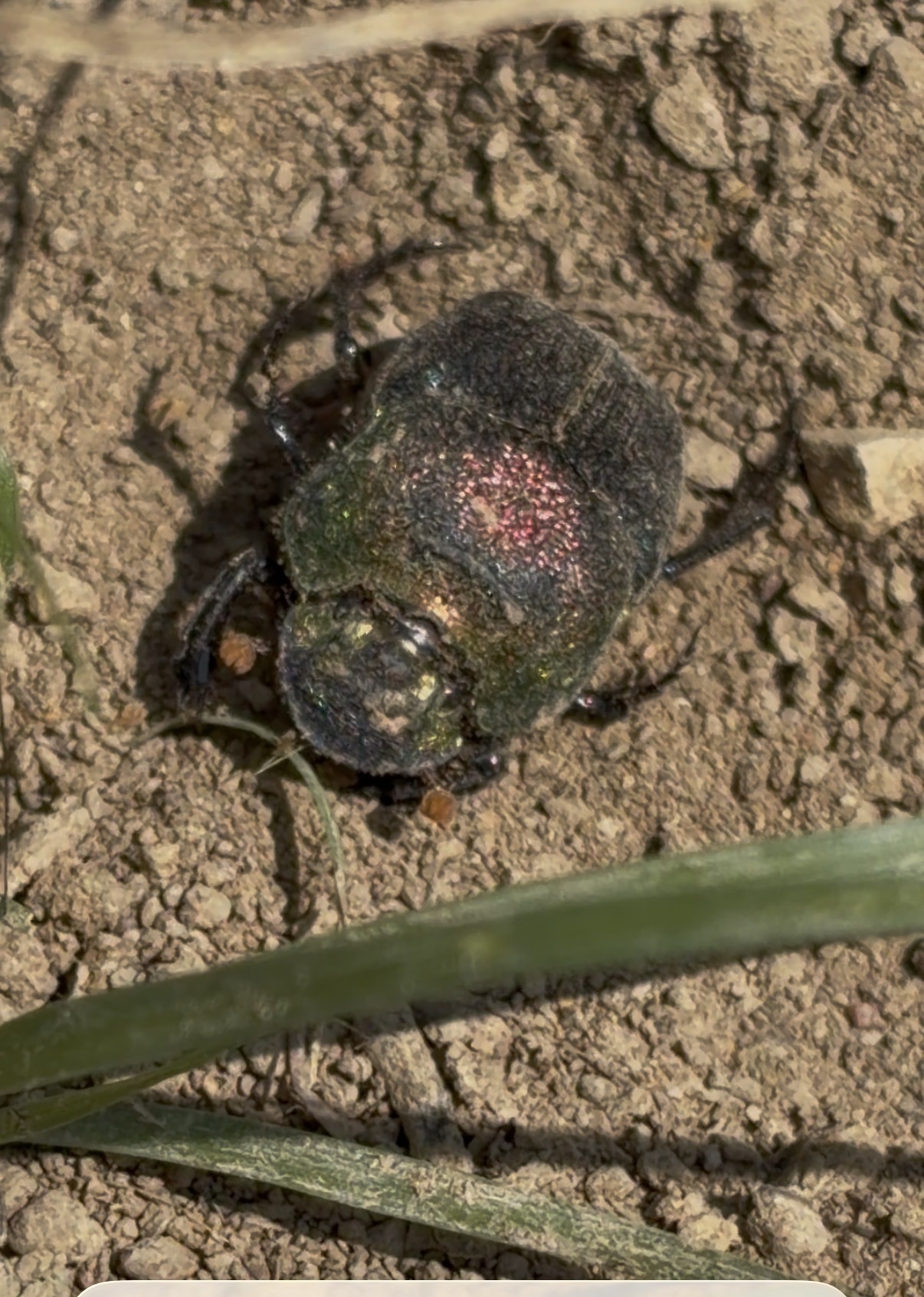 Phanaeus