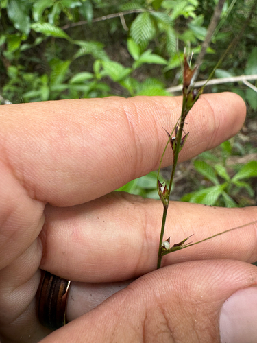 Scleria lithosperma observed 2026-06-16