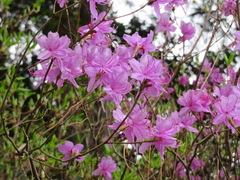 Rhododendron dilatatum