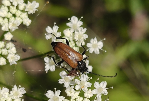 Paracorymbia maculicornis