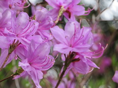 Rhododendron dilatatum