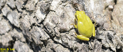 Hyla flaviventris