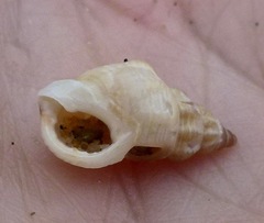 Nassarius mendicus