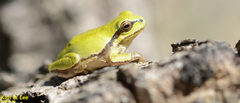 Hyla flaviventris
