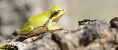 Hyla flaviventris