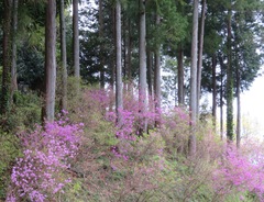Rhododendron dilatatum