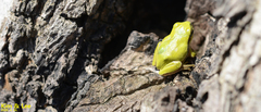 Hyla flaviventris